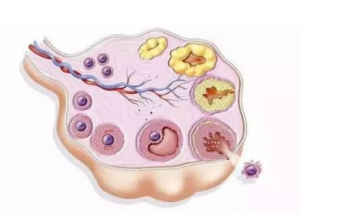 北京供精试管：怎样进行科学备孕？备孕在饮食上做好这些对怀孕更好